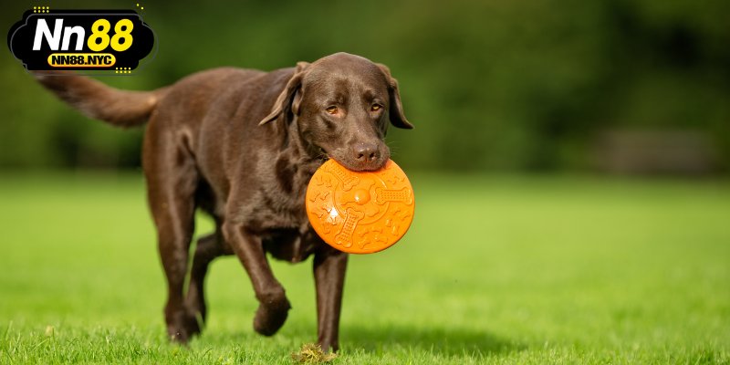 Để biết ý nghĩa mộng thấy chó, bạn cần xem xét bối cảnh