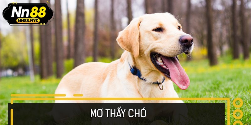 Giải Mã Giấc Mơ Thấy Chó - Điềm Lành Hay Cảnh Báo Sớm?