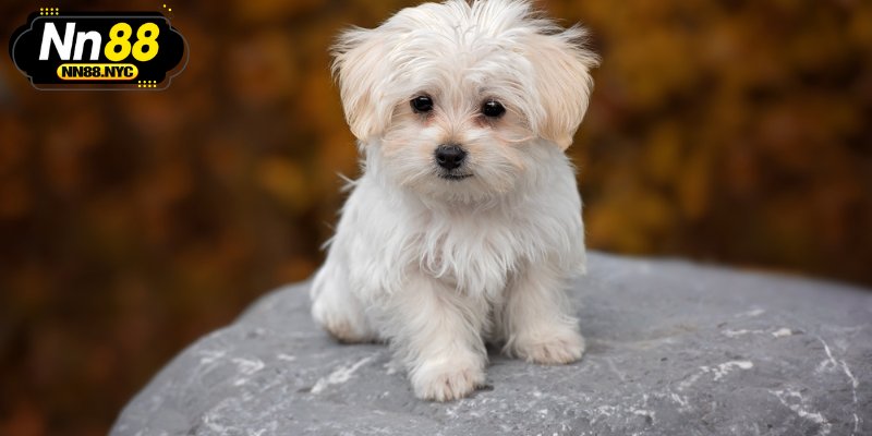 Mộng thấy chó con hoặc chó đẻ con