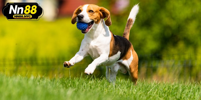 Một số điềm báo mộng thấy chó và các con số may mắn